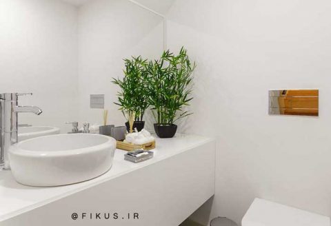 گیاهان مناسب حمام و سرویس بهداشتی