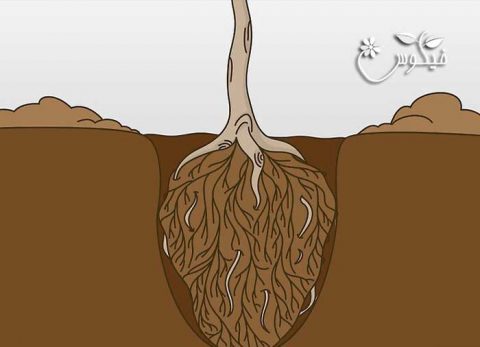 آموزش کاشت گیاه