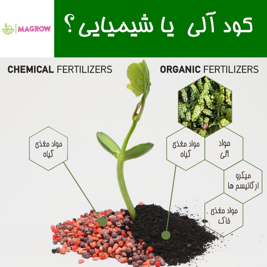 کود آلی یا کود شیمیایی