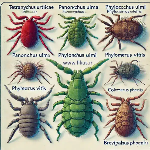 کنه