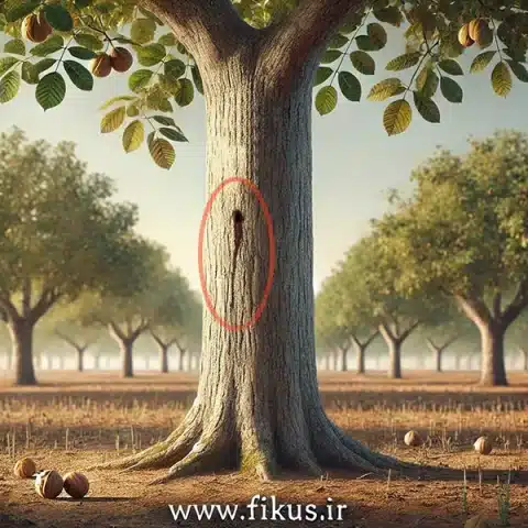 کرم خراط درخت گردو
