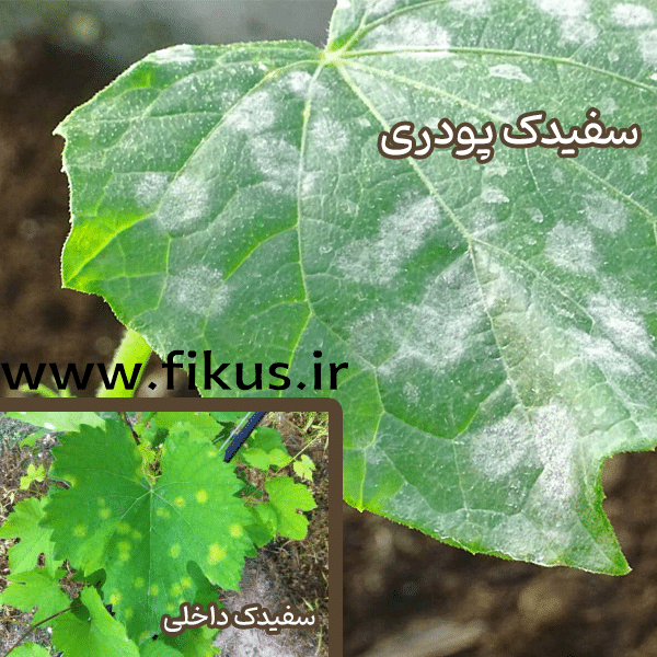بیماری سفیدک