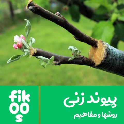 روش های پیوند زنی