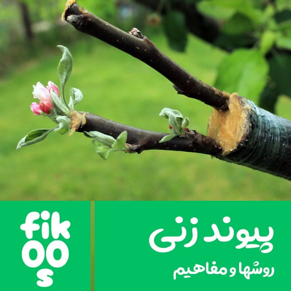 روش های پیوند زنی