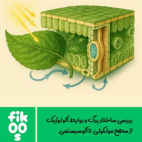 ساختار برگ گیاهان