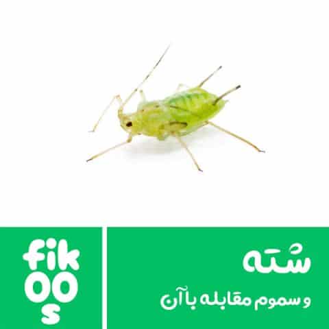 سم شته