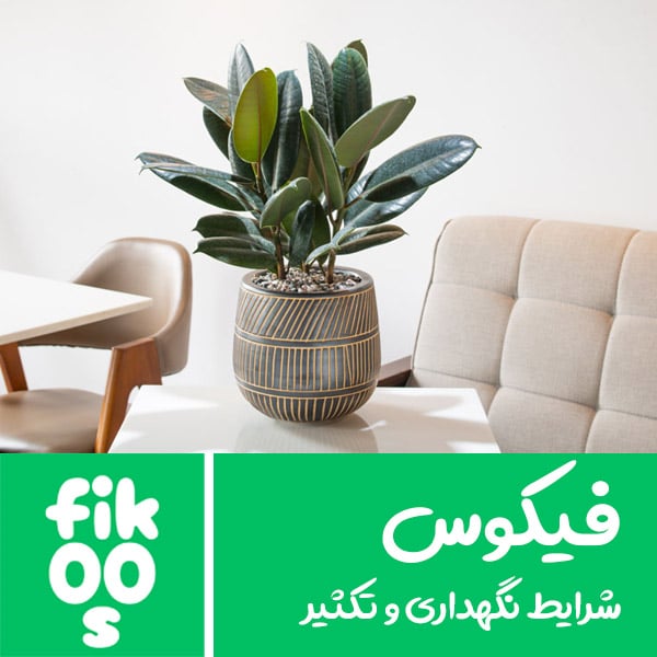 گیاه فیکوس