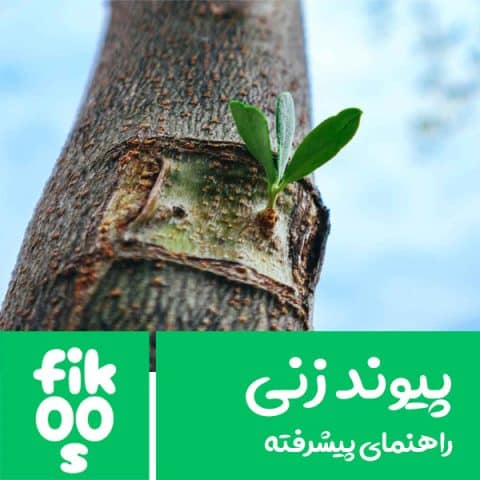 پیوند درختان